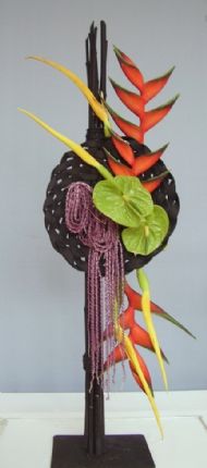 novice class 'tropical temptations'